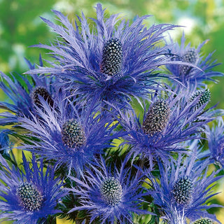 Calcatreppola alpina - Fioritura prolungata e spettacolare - Eryngium alpinum - Semi Premium