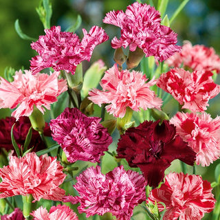 Garofano - Picotee Fantasy Miscuglio - Fantasia vivace di colori - Dianthus caryophyllus