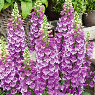 Digitale - Porpora - Fusti maestosi dal colore eccezionale - Digitalis purpurea