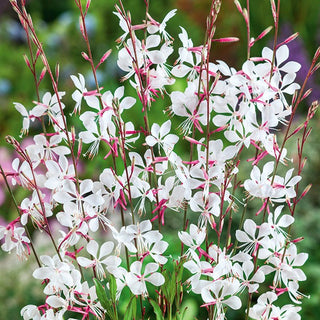 Gaura lindheimeri - Pianta dal fascino etereo - Gaura lindheimeri - Semi Premium