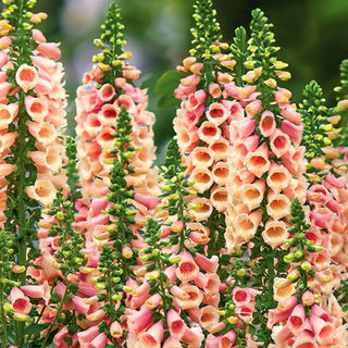 Digitale - Apricot Beauty - Eleganza albicocca sottile e slanciata - Digitalis purpurea