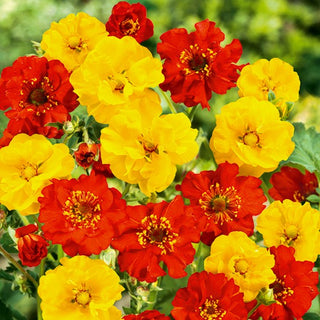 Geum chiloense - Miscuglio - Pianta perenne vigorosa per ogni aiuola - Geum chiloense - Semi Premium