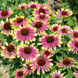 Echinacea - Green Twister - Echinacea decorativa per il giardino - Echinacea purpurea