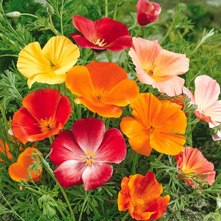 Escolzia della California - Miscuglio - Fiori colorati, setosi e delicati - Eschscholzia californica