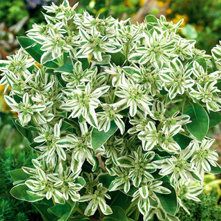 Euforbia marginata - Eccezionalmente ornamentale pianta annuale - Euphorbia marginata - Semi Premium