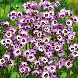 Gilia tricolor - Bird’s eyes - Occhio floreale - fascino tricolore - Gilia tricolor - Semi Premium