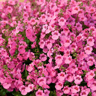 Diascia Pink Queen - Decorazione leggera per balcone - Diascia barberae - Semi Premium