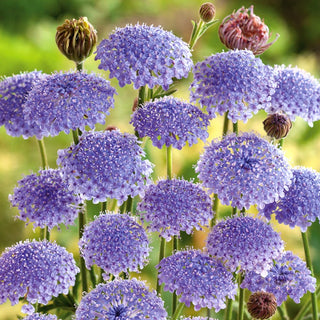 Didiscus caeruleus - Ideale per la semina in gruppo - Didiscus caeruleus - Semi Premium