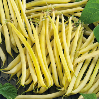 Dwarf Bean Golden Teepee - Insanely Tasty, Meaty Fibreless Pods - Premium Seeds