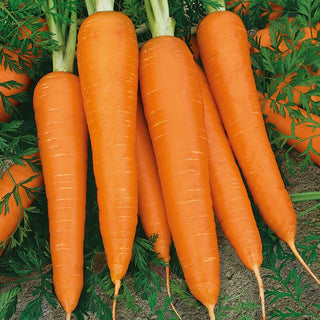 Carota Flakkese 2 - Flacoro - Ideale per raccolti autunnali - 100 g