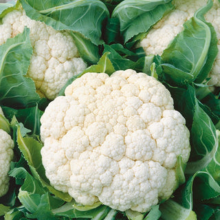 Cauliflower Delta - Rapid Yields, Heads Weighing up to 1 kg - Brassica oleracea var. botrytis - Premium Seeds