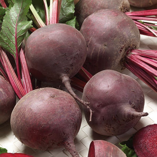 Barbabietola - Bona - Molto produttiva, forma perfettamente rotonda e succosa - Busta Grande - 100 g