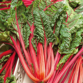BIO Bietola Rhubarb Chard - Foglie colorate ricche di vitamine - Semi Premium
