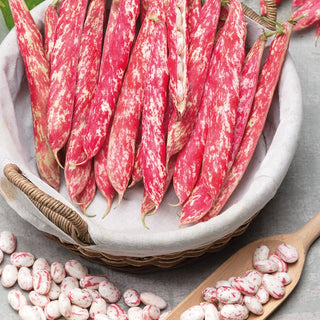 Dwarf Bean Borlotto Lingua di Fuoco Nano - Fast Yield, Exceptional Taste, Fibreless Pods - Premium Seeds