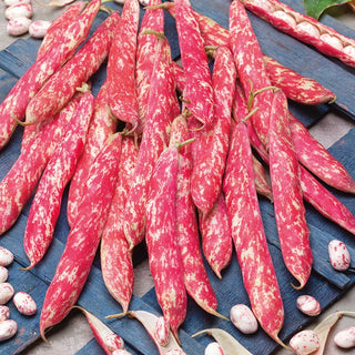 Dwarf Bean Borlotto Rosso - Colour Sensation, Original Red Pods - Premium Seeds