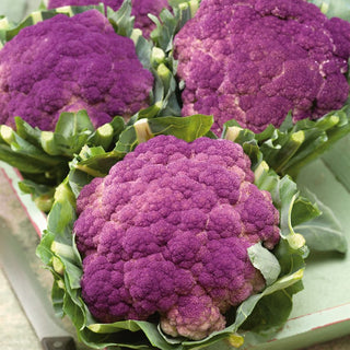 Cauliflower Di Sicilia Violetto - Attractive Purple Heads, Unique Sharp Taste - Brassica oleracea var. botrytis - Premium Seeds
