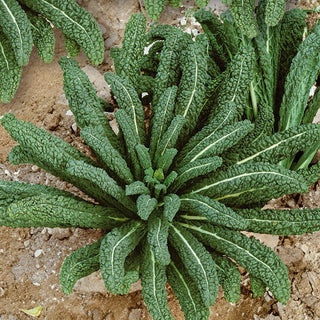 BIO Cavolo Nero di Toscana - Gusto italiano nella tua cucina - Semi Premium