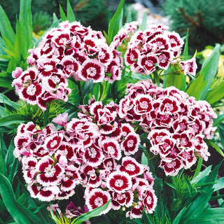 Garofano dei Poeti - Holborn Glory - Varietà originale bicolore - Dianthus barbatus