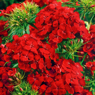 Garofano dei Poeti - Scarlet Beauty - Colore sorprendente - decorazione vivace - Dianthus barbatus