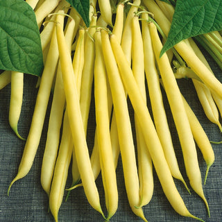 Dwarf Bean Maxidor - Golden Long Pods, Exceptionally Productive - Premium Seeds