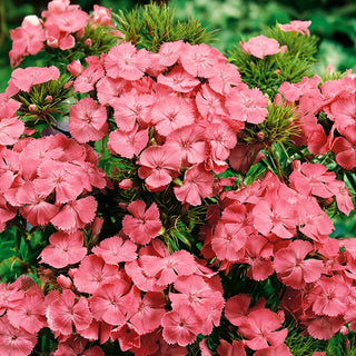 Garofano dei Poeti - Newport Pink - Accento rosa salmone per il giardino - Dianthus barbatus