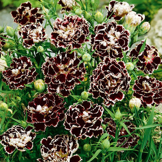 Garofano Cinese - Black & White - Garofano cinese elegante a due colori - Dianthus chinensis var heddewigii