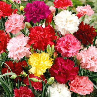 Garofano - Grenadin Miscuglio - Miscela dai toni intensi - Dianthus caryophyllus