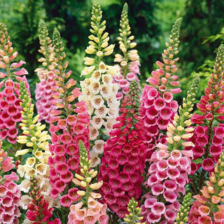 Digitale - Excelsior Miscuglio - Fiori campanulati incantevoli, biennale - Digitalis purpurea