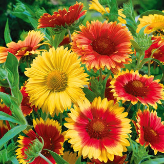 Gaillardia aristata - Miscuglio - Tappeto colorato per aiuole soleggiate - Gaillardia aristata - Semi Premium