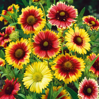 Gaillardia pulchella - Semplice Miscuglio - Tonalità calde, fioritura duratura - Gaillardia pulchella - Semi Premium