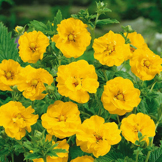 Geum chiloense - Lady Stratheden - Geum elegante da giardino - Geum chiloense - Semi Premium