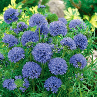 Gilia leptantha - Fiori grandi in delicate tonalità - Gilia leptantha - Semi Premium