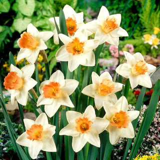 Narciso - Accent - Narcissus - Accento decorativo deciso - 5 bulbi
