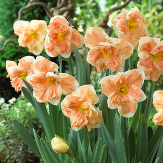 Narciso - Apricot Whirl - Narcissus - Colore originale in giardino - 5 bulbi