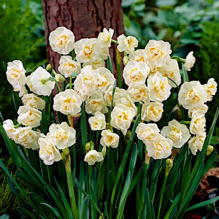 Narciso - Bridal Crown - Narcissus - Primavera profumata in giardino - 5 bulbi