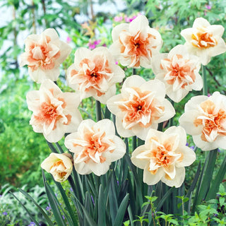 Narciso doppio - Delnashaugh - Narcissus - Fiori doppi crema aranciati - 5 bulbi
