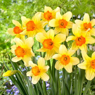 Narciso - Fortissimo - Narcissus - Spettacolo di primavera in ogni aiuola - 5 bulbi