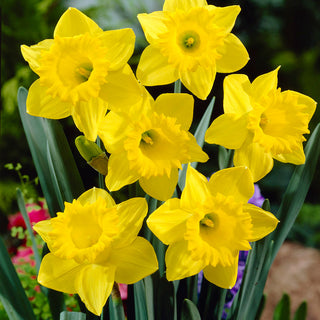 Narciso - Golden Harves - Narcissus - Giallo intenso per aiuole primaverili - 5 bulbi