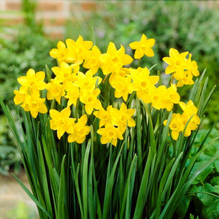 Narciso jonquilla - Sweetness - Narcissus - Intensamente profumato e resistente - 5 bulbi
