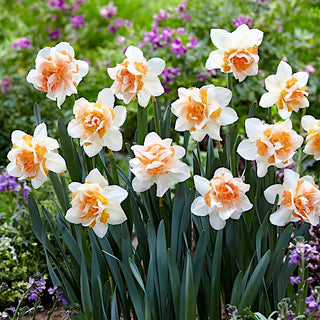 Narciso - Replete - Narcissus - Accento primaverile ricco di freschezza - 5 bulbi