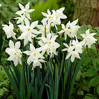 Narciso - Thalia - Narcissus - Fiori bianchi eleganti e armoniosi - 5 bulbi
