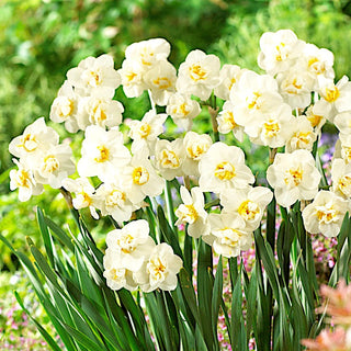 Narciso - Cheerfulness - Narcissus - Profumo delicato di freschezza primaverile - 5 bulbi