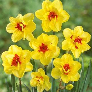 Narciso doppio - Ascot - Narcissus - Cespi compatti ed eleganti - 5 bulbi
