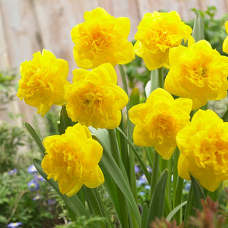Narciso doppio - Eastertide - Narcissus - Ideale per decorazioni di primavera - 5 bulbi