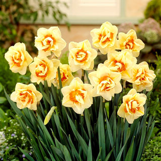 Narciso doppio - Flower Parade - Narcissus - Spettacolare fioritura giallo arancio - 5 bulbi
