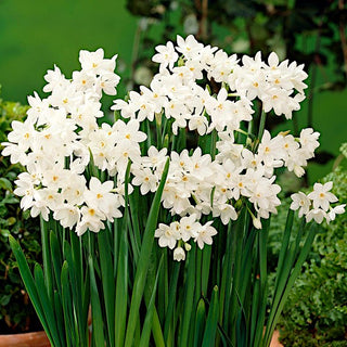Narciso - Paperwhites Ziva - Narcissus - Fiori bianchi candidi in giardino - 5 bulbi