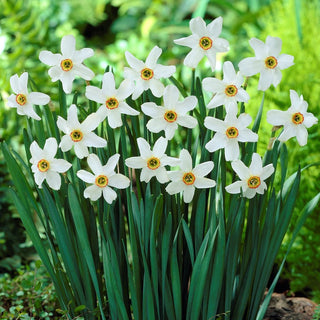 Narciso - Recurvus - Narcissus - Profumo delicato e incantevole - 5 bulbi