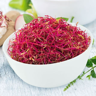 Bietola rossa - Semi per germogli - Leggermente dolce, fonte di acido folico - 100 g - Semi Premium