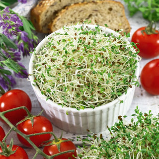BIO Semi per germogli - Alfalfa - Ricca di proteine vegetali e vitamine C e K - Medicago sativa - Busta Grande - 100 g - Semi Premium