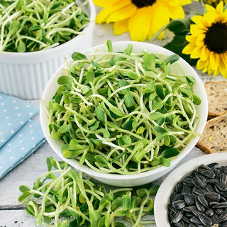 Girasole - Semi per germogli - Gusto intenso e nocciolato - Helianthus annuus - Busta Grande - 100 g - Semi Premium